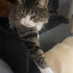 🐱再募集🐱トライアル決定🐱キジ白（キジ多め）目力抜群❣️一歳6ヶ月❣️今度こそッ幸せになってほしい❣️ - 田川郡