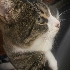 🐱再募集🐱トライアル決定🐱キジ白（キジ多め）目力抜群❣️一歳6ヶ月❣️今度こそッ幸せになってほしい❣️ - 猫