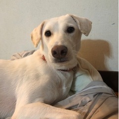 ビビりのニコるん