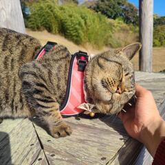 【里親さんが決まりました】散歩大好き❗キジ猫くん😸