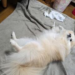 ポメの飼い主さんと仲良くしたいです。 - 稲沢市