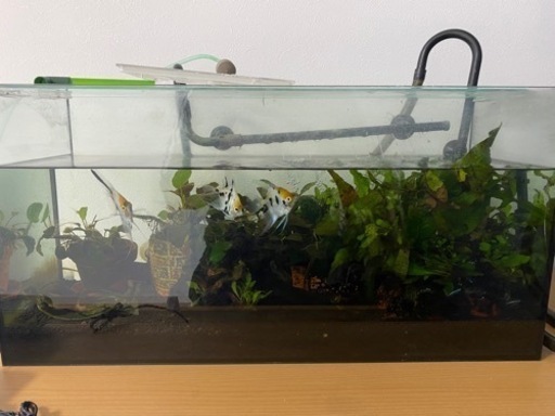 水槽　淡水魚　セット