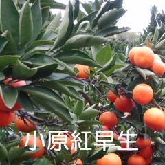 S size 小原紅早生みかん 1kgの画像