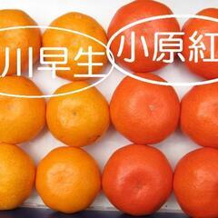 S size 小原紅早生みかん 1kgの画像