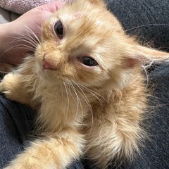 家族ができましたありがとうございました。 - 猫