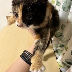 家族ができましたありがとうございました。