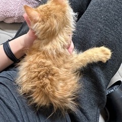 家族ができましたありがとうございました。 − 群馬県
