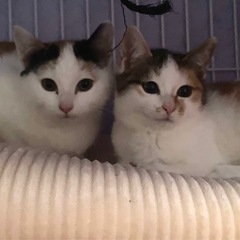 私たちを、救ってください❣️