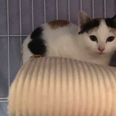 私たちを、救ってください❣️ - 猫