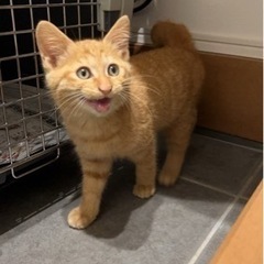 子猫