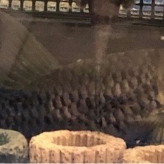 【引取限定】シルバーフライングフォックス　10cm± 3匹の画像