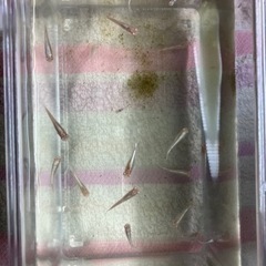 🐟MIXめだか（決まりました‼️）🐟の画像