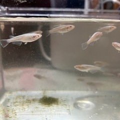 🐟MIXめだか（決まりました‼️）🐟の画像