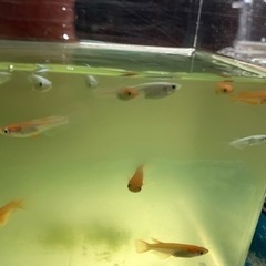 🐟MIXめだか（決まりました‼️）🐟の画像