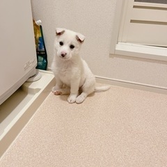 里親様決まりました🙇‍♀️
