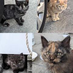 茶トラの猫　里親さん募集です