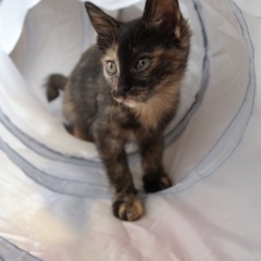 我が家に引っ越してきた猫ちゃん一家の女の子