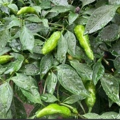 ししとう　無農薬野菜　40個