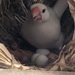 文鳥雛