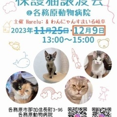 各務原🥕猫の譲渡会