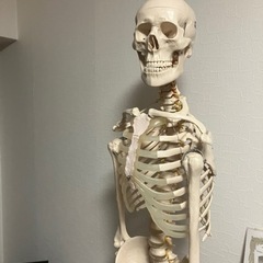 骨模型