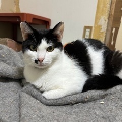 里親募集🐱 - 飯田市