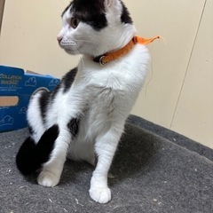 里親募集🐱 - 里親募集