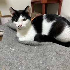里親募集🐱