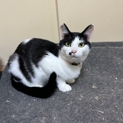 里親募集🐱 - 猫