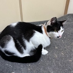里親募集🐱 − 長野県