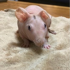 スキニーギニアピッグ　男の子　1匹1万円で‼️