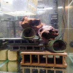 熱帯魚　キンペコ　プレコの画像