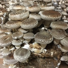 しいたけ　100g100円にてお分けします