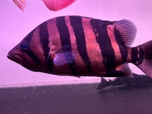 ダトニオプラスワン 30~35cm