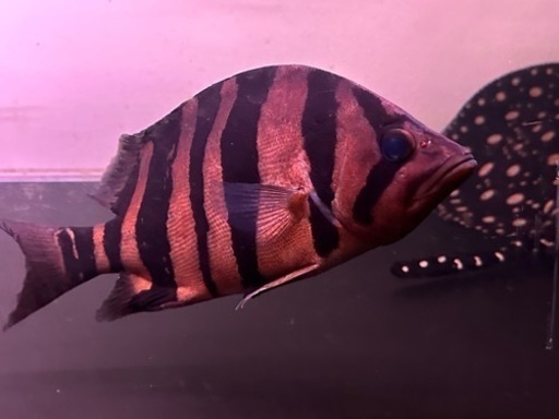 ダトニオプラスワン 30~35cm