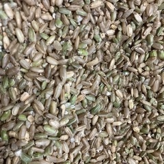 小米 25kg 700円 にじのきらめき 新米 御坊市