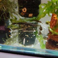 熱帯魚　コケ取り名人オトシンネグロ(取引中)の画像