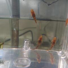 熱帯魚　コケ取り名人オトシンネグロ(取引中)の画像
