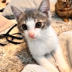 グレーと白の子猫ちゃん3ヶ月の男の子
