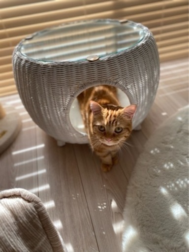 necosekai(ネコセカイ) ラタンカフェテーブルベッド (ねこみみっこ 