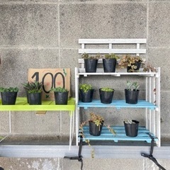 多肉植物　セダム