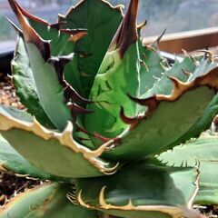 アガベチタノタナンバー1斑入りのカキコ差し上げます