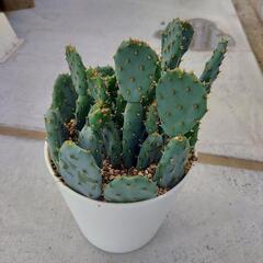 🌵ウチワサボテン🌵子株達🌵