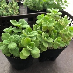 多肉植物　アロマティカスの画像