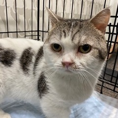 マンチカンのオス