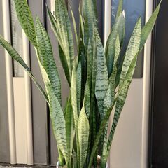 観葉植物 サンスベリア　ゼラニカ　青陶器（ポルトガル製）　鉢植え...