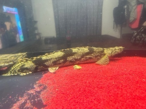 ワイルドポリプテルスエンドリケリー49cm前後