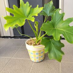 セローム  観葉植物　鉢植え　