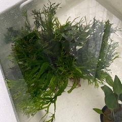 石付き水草