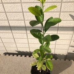 大実キンカン苗木